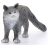 Schleich 13893 Maine Coon macska