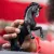 Schleich 13923 Pura Raza Espanola csődör