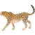 Schleich 14746 Nőstény gepárd