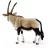 Schleich 14759 Nyársas antilop