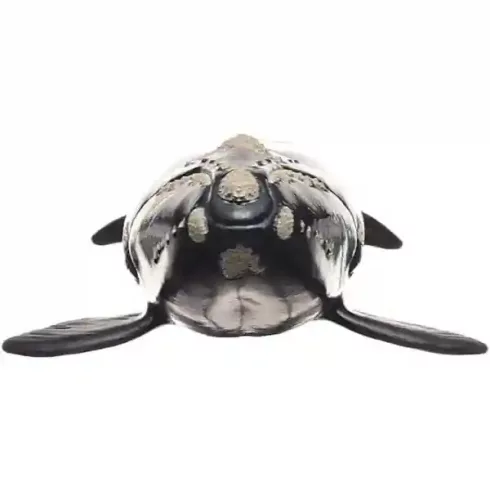 Schleich 14878 Északi simabálna