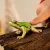 Schleich 14882 Európai zöld levelibéka