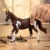Schleich 14901 Foltos ló (Paint Horse) kanca