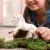 Schleich 14917 Knabstrupper kanca