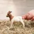 Schleich 14929 Búr kecske