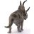 Schleich 15015 Diabloceratops